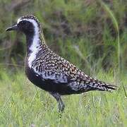 Pacific Golden Plover