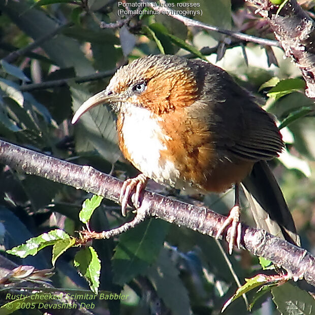 Rusty-cheeked Scimitar Babbler