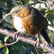 Rusty-cheeked Scimitar Babbler