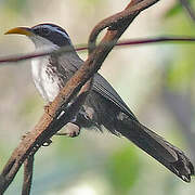 Indian Scimitar Babbler