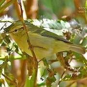 Lemon-rumped Warbler