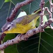 Grey-hooded Warbler