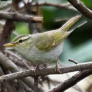 Western Crowned Warbler