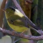 Green-crowned Warbler