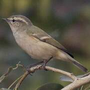 Hume's Leaf Warbler