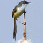 Yellow-bellied Prinia