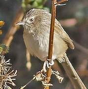 Himalayan Prinia