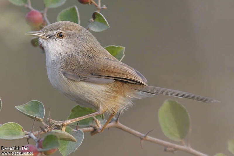 Grey-breasted Priniaimmature, identification