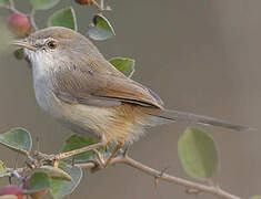 Grey-breasted Prinia