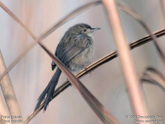 Graceful Prinia