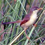 Plain Prinia