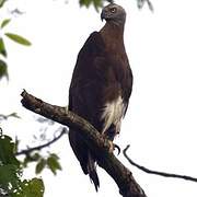 Grey-headed Fish Eagle