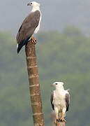 White-bellied Sea Eagle