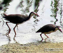 White-breasted Waterhen