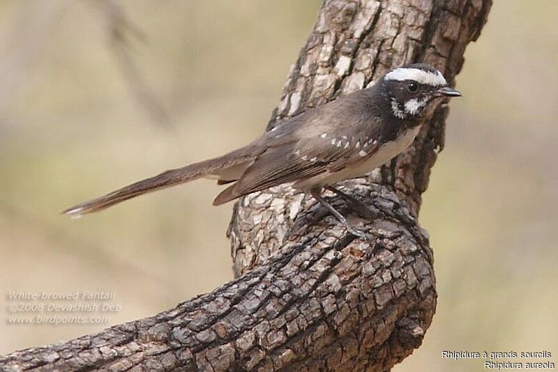 White-browed Fantailadult