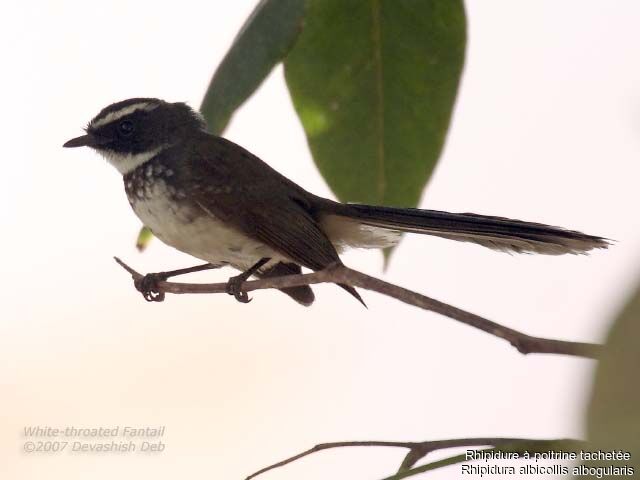 White-spotted Fantail