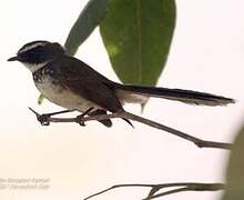 White-spotted Fantail