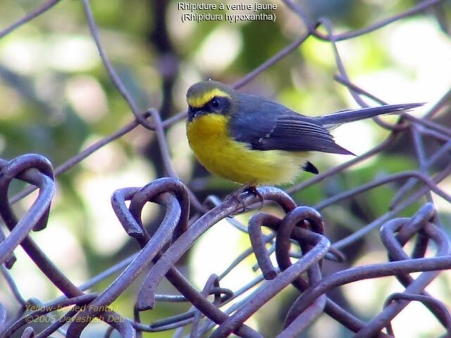 Yellow-bellied Fantail