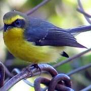 Yellow-bellied Fantail