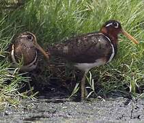 Greater Painted-snipe