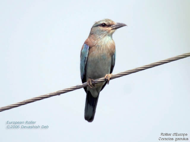 European Roller