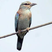 European Roller