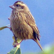 Pink-browed Rosefinch