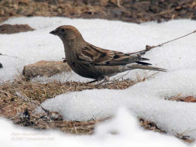 Plain Mountain Finch