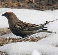 Plain Mountain Finch