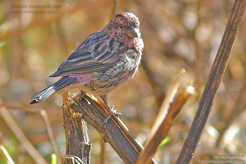 Himalayan Beautiful Rosefinch male adult