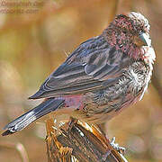 Himalayan Beautiful Rosefinch