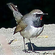 Himalayan Rubythroat