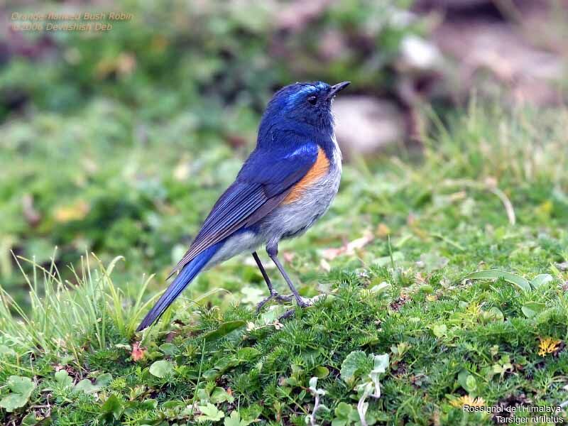 Himalayan Bluetail male adult