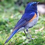 Himalayan Bluetail