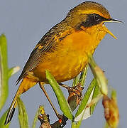 Golden Bush Robin