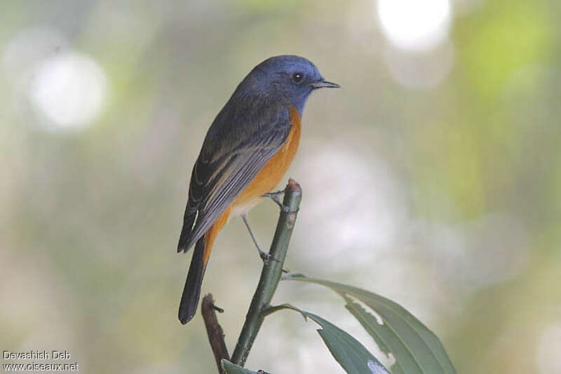 Blue-fronted Redstartadult