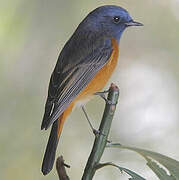 Blue-fronted Redstart