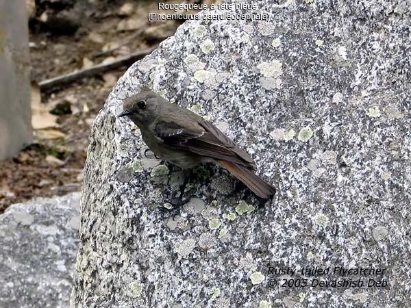 Blue-capped Redstart