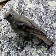 Blue-capped Redstart