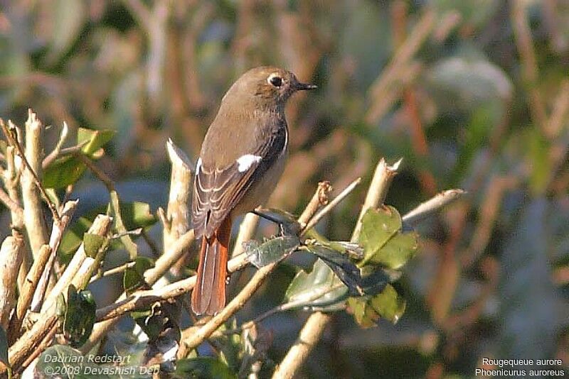 Daurian Redstart female adult