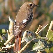 Daurian Redstart