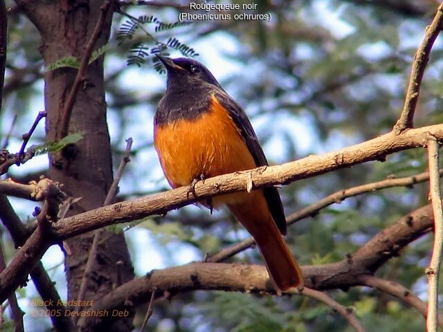 Black Redstart