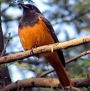 Black Redstart