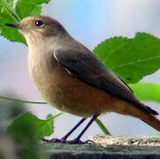 Black Redstart