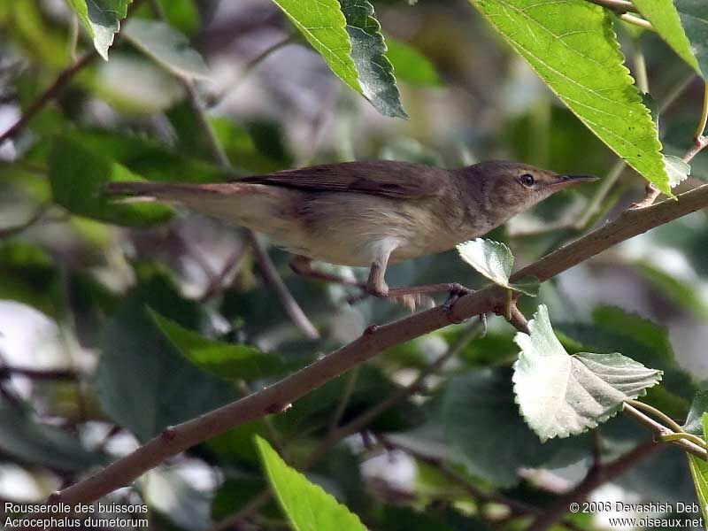 Blyth's Reed Warbleradult