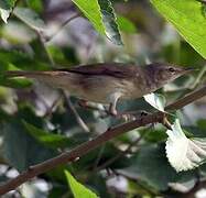 Blyth's Reed Warbler