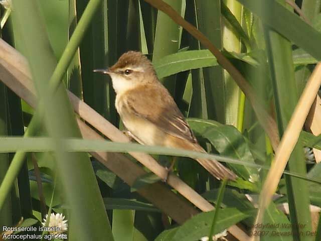 Paddyfield Warbler