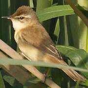 Paddyfield Warbler