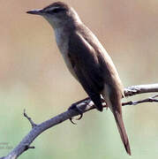 Clamorous Reed Warbler