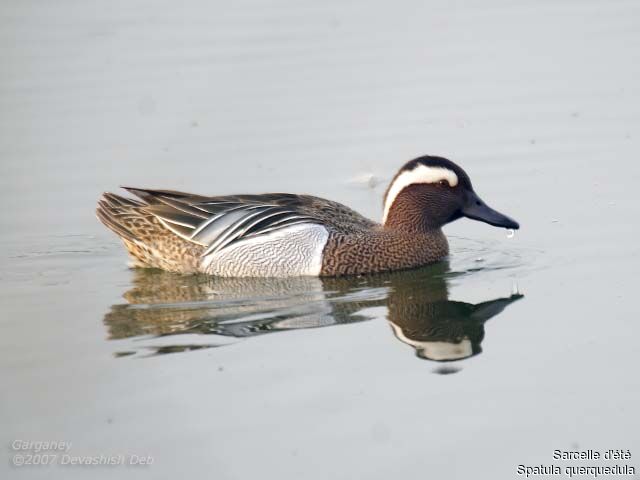 Garganey male